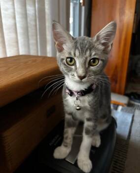 Misty -  Domestic Short Hair Cat for Adoption in Lemoore, California - Misty | PetCurious