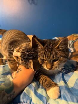 Rescue Domestic Short Hair Cats for Adoption - Kiki (Bonded Pair, Please See Gigi Profile) | PetCurious