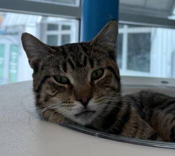 Domestic Short Hair Cats Available for Adoption - Rowdy | PetCurious