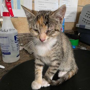 Munchkin -  Domestic Short Hair Cat for Adoption in Eureka Springs, Arkansas - Munchkin | PetCurious