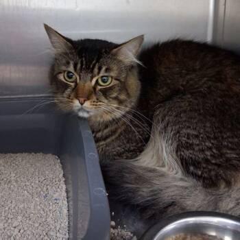 Odin -  Domestic Medium Hair Cat for Adoption in Lake Havasu City, Arizona - Odin | PetCurious