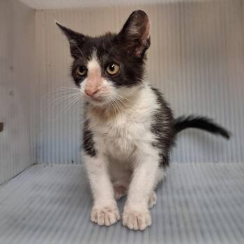 Timmy -  Domestic Short Hair Cat for Adoption in Pauls Valley, Oklahoma - Timmy | PetCurious