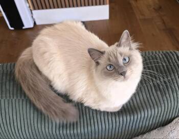 Rescue Domestic Long Hair Cats for Adoption in Beaufort, Missouri - Snow | PetCurious