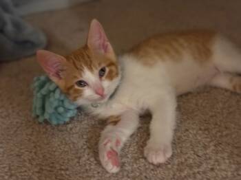 Rescue Domestic Short Hair and Tabby Cats for Adoption in Dallas, Texas - Biscuit | PetCurious