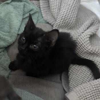 Jellyfish -  Domestic Short Hair Cat for Adoption in Asheville, North Carolina - Jellyfish | PetCurious