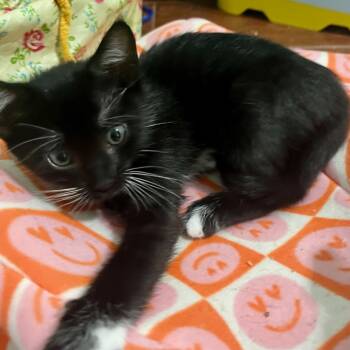 Rescue Domestic Short Hair Cats for Adoption in Webster, Texas - Patrice | PetCurious