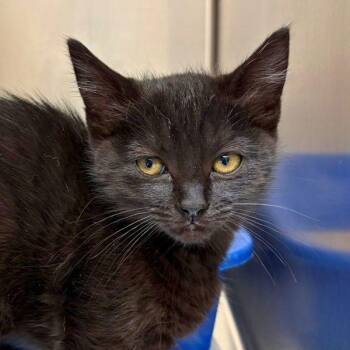 Domestic Short Hair Cats Available for Adoption in Walnut Creek, California - Darrow | PetCurious