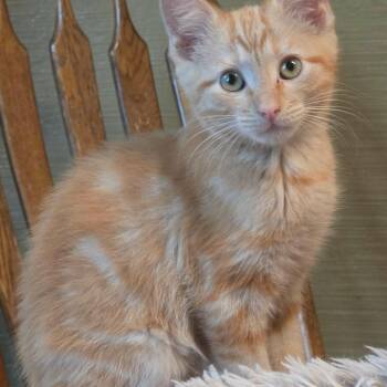 Jalapeno -  Domestic Short Hair Cat for Adoption in Warr Acres, Oklahoma - Jalapeno | PetCurious