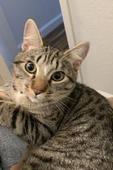 Tabby and Domestic Short Hair Cats Available for Adoption - Miso | PetCurious