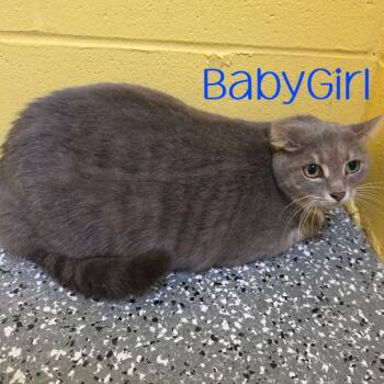 BabyGirl -  Domestic Short Hair Cat for Adoption in Parkersburg, West Virginia - BabyGirl | PetCurious