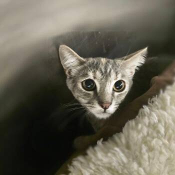 Harvest -  Domestic Short Hair Cat for Adoption in Waldorf, Maryland - Harvest | PetCurious
