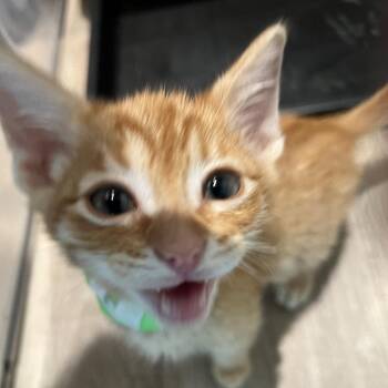 Hawkeye -  Domestic Short Hair Cat for Adoption in Spanish Fork, Utah - Hawkeye | PetCurious