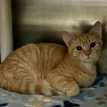 Daryl -  Domestic Short Hair Cat for Adoption in Spruce Pine, North Carolina - Daryl | PetCurious