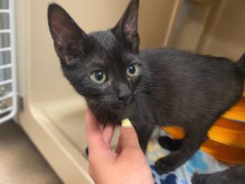 TRIXIE -  Domestic Short Hair Cat for Adoption in Fort Wayne, Indiana - TRIXIE | PetCurious
