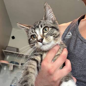 FFS-Stray-94370 -  Domestic Short Hair Cat for Adoption in West Des Moines, Iowa - FFS-Stray-94370 | PetCurious