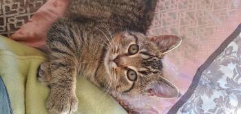 Rescue Domestic Short Hair Cats for Adoption in Camden, Tennessee - Freya | PetCurious