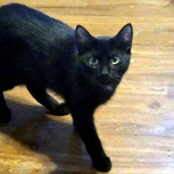 Clark -  Domestic Short Hair Cat Available for Adoption - Clark | PetCurious