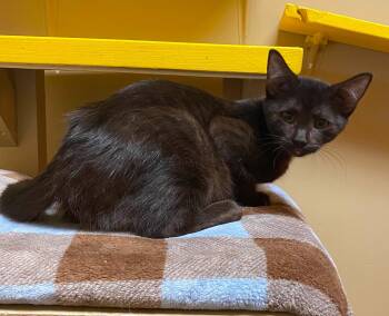 Daphne -  Domestic Short Hair Cat for Adoption in Maryville, Missouri - Daphne | PetCurious