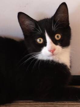 Domestic Short Hair Cats Available for Adoption in North Fort Myers, Florida - Walker | PetCurious