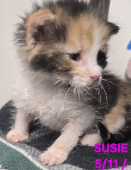 Susie -  Domestic Short Hair Cat for Adoption in Buhl, Idaho - Susie | PetCurious