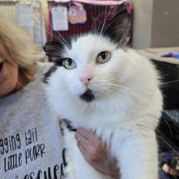 Harbor -  Domestic Medium Hair Cat for Adoption in Mokena, Illinois - Harbor | PetCurious