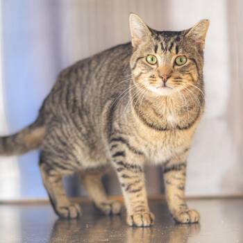 Domestic Short Hair Cats Available for Adoption - Bubba | PetCurious