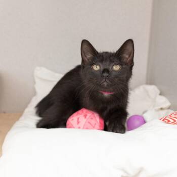 Domestic Short Hair Cats Available for Adoption in Los Angeles, California - Frump | PetCurious