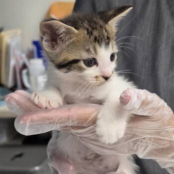 Mars -  Domestic Short Hair Cat for Adoption in Newark, New Jersey - Mars | PetCurious