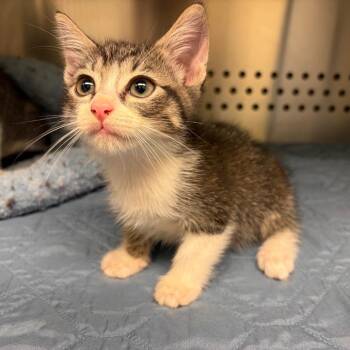 Tether Ball -  Domestic Short Hair Cat for Adoption in Norman, Oklahoma - Tether Ball | PetCurious