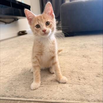 Domestic Short Hair Cats Available for Adoption in Arizona City, Arizona - F-Dash | PetCurious