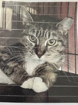 Domestic Short Hair Cats Available for Adoption in New Windsor, New York - Lana | PetCurious