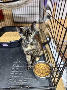 Toffee -  Domestic Short Hair Cat for Adoption in Plumerville, Arkansas - Toffee | PetCurious
