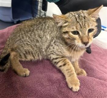 KUBO -  Domestic Short Hair Cat for Adoption in Camarillo, California - KUBO | PetCurious