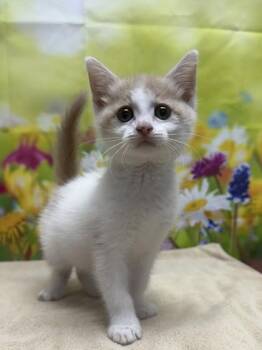 Domestic Short Hair Cats Available for Adoption in San Antonio, Texas - Spork | PetCurious