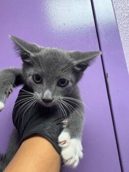 Domestic Short Hair Cats Available for Adoption in El Paso, Texas - 60887186 | PetCurious