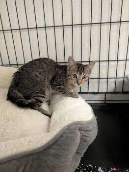 Pannier -  Tabby Cat for Adoption in Grand Junction, Colorado - Pannier | PetCurious