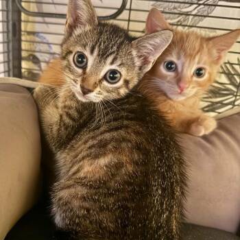 Biscuit  22709 -  Domestic Short Hair Cat for Adoption in Minneapolis, Minnesota - Biscuit  22709 | PetCurious