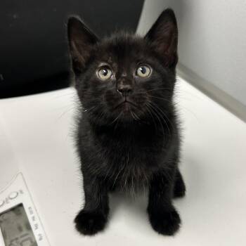 Sirius -  Domestic Short Hair Cat for Adoption in Abilene, Texas - Sirius | PetCurious