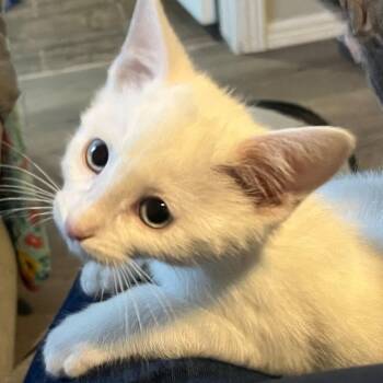 Rescue Domestic Short Hair Cats for Adoption in Prescott, Arizona - Cloud | PetCurious