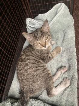 LACEWING -  Domestic Short Hair Cat for Adoption in Long Beach, California - LACEWING | PetCurious