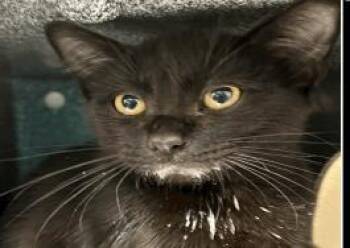 Jackfruit -  Domestic Short Hair Cat for Adoption in Largo, Florida - Jackfruit | PetCurious