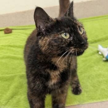 Kelpie -  Domestic Short Hair Cat for Adoption in South Burlington, Vermont - Kelpie | PetCurious