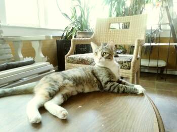 Rescue Torbie Cats for Adoption in Louisville, Kentucky - Lilly With Huge Green Eyes! | PetCurious