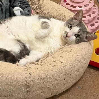 Domestic Short Hair Cats Available for Adoption - Isaac | PetCurious