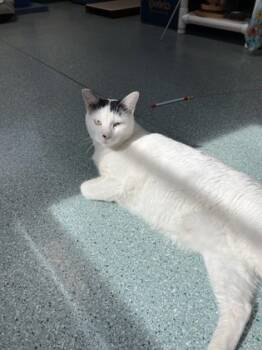 Rescue Domestic Short Hair Cats for Adoption in San Antonio, Texas - Eve | PetCurious