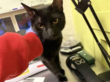 Domestic Short Hair Cats Available for Adoption in Pueblo, Colorado - BAMBOO | PetCurious