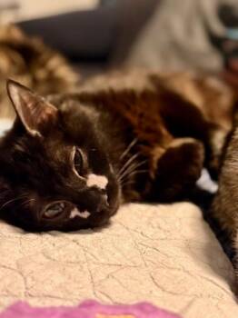 Rescue Domestic Medium Hair Cats for Adoption in Woodstock, Illinois - Raven | PetCurious