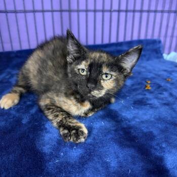 Curry -  Siberian and Maine Coon Cat for Adoption in Mount Vernon, Illinois - Curry | PetCurious