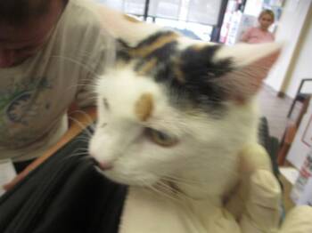 Domestic Short Hair Cats Available for Adoption in Ocala, Florida - SASSY | PetCurious