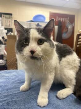 SWEEBIE -  Domestic Short Hair Cat for Adoption in Aliquippa, Pennsylvania - SWEEBIE | PetCurious